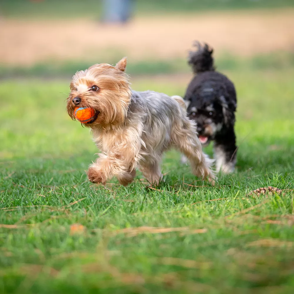 A small Yorkshire Terrier runs on green grass with an orange ball, followed by another dark dog.