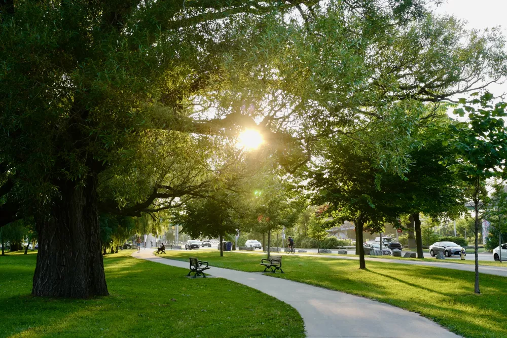 Sunlight bursts through the leaves of a large tree, illuminating a winding path and green grass in a vibrant park.